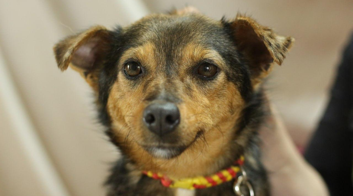 Chiens à adopter